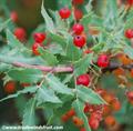 Nevin's barberry